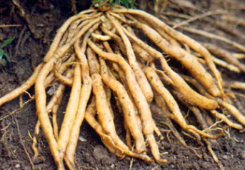 SHATAVARI – Giúp tăng 3,5 lần Hormone tạo sữa mẹ