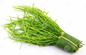 Bí ẩn Thảo dược lợi sữa 5000 năm tuổi SHATAVARI, cứu tinh cho mẹ ÍT SỮA, MẤT SỮA