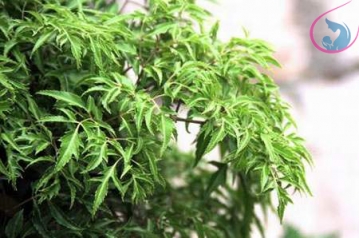 2 loại cây lợi sữa mẹ không thể bỏ qua