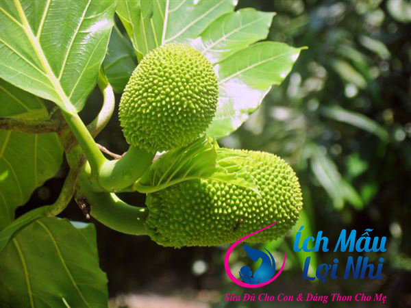 Cách chữa tắc tia sữa bằng lá mít