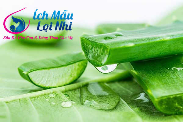 Lô hội