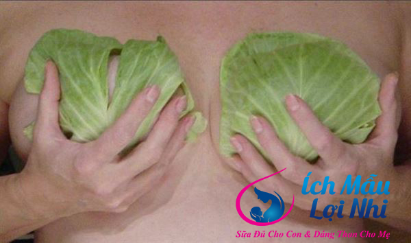 Chữa tắc tia sữa bằng lá cải
