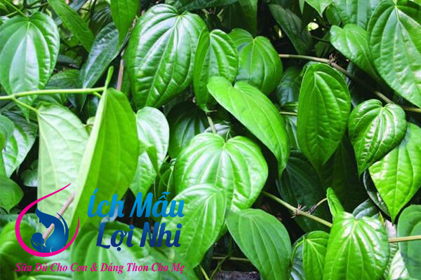 Lá trầu không