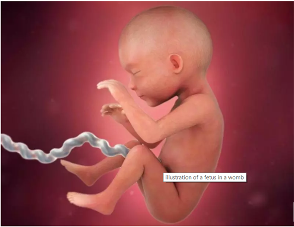 Thai nhi 25 tuần tuổi